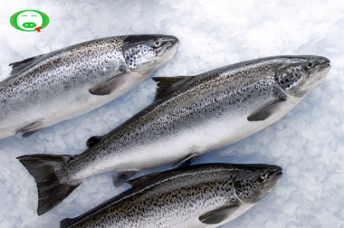 Cá Hồi Na Uy Tươi Nguyên Con - Whole Fresh Salmon - (Size 6 - 7 Kg/Con) - Tính kg - Liên hệ đặt hàng