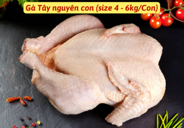 Gà Tây Nguyên Con Nhập Khẩu Mỹ (Size từ 4 đến 6 kg/Con)