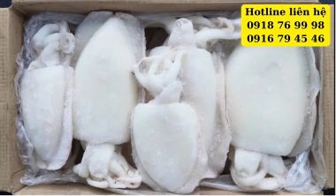 Mực nang làm sạch (Size 500g - 2 kg/Con) NET 8 - Tính kg