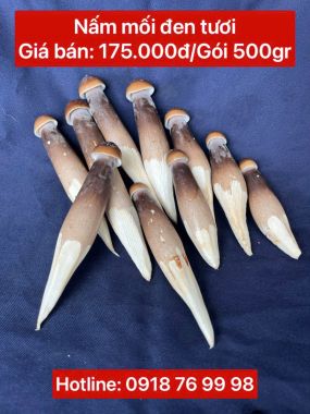 NẤM MỐI ĐEN TƯƠI LOẠI I - GÓI 500GR